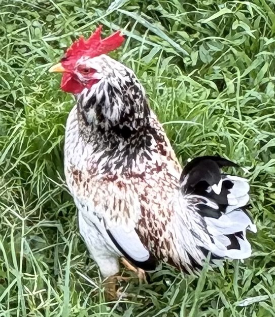 theneighborlyfarmer.com